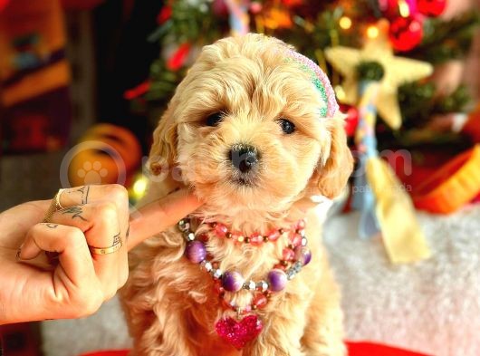Teacup Üst Kali̇te Malti̇po Di̇şi̇ görsel