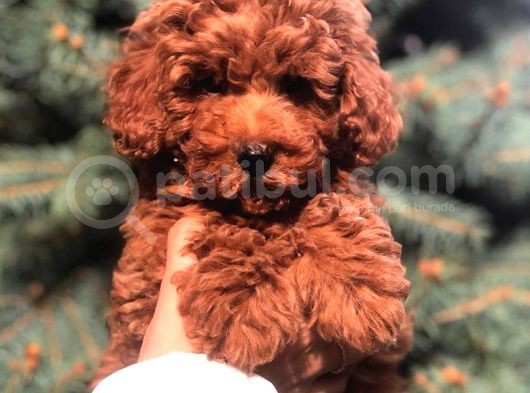 Redbrown Toy Poodle görsel