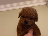 Aşılı Pasaportlu Toypoodle Bebekler