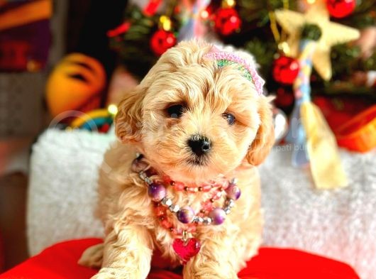 Teacup Üst Kali̇te Malti̇po Di̇şi̇ görsel