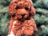 Redbrown Toy Poodle