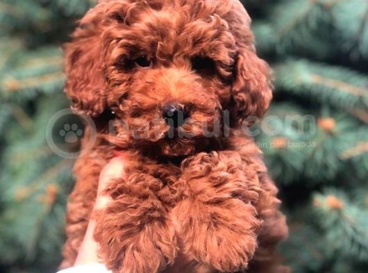 Redbrown Toy Poodle görsel
