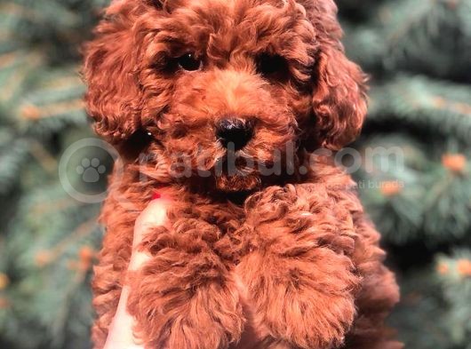 Redbrown Toy Poodle