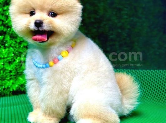 2.5 Aylık Erkek Ve Dişi Pomeranian Yavrular