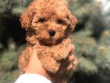 Tedyface Brown Toy Poodle