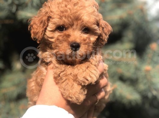 Tedyface Brown Toy Poodle görsel