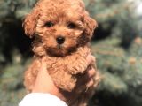 Tedyface Brown Toy Poodle