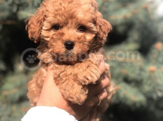 Tedyface Brown Toy Poodle