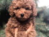 Red Toy Poodle yavrumuz