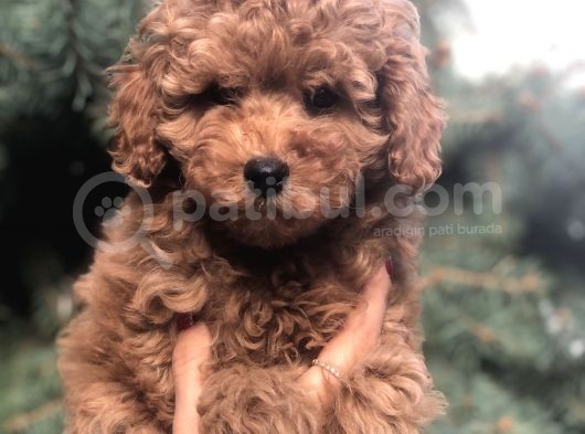 Red Toy Poodle Yavrumuz