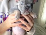 2 Aylık Erkek Lilac Tan French Buldog