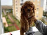 Muhteşem Tüy Yapisina Sahi̇p a Kali̇te Poodle Yavrum
