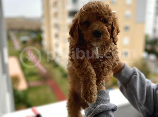 Muhteşem Tüy Yapisina Sahi̇p A Kali̇te Poodle Yavrum