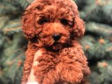 Redbrown Toy Poodle
