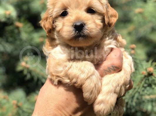 Orjinal Maltıpoo görsel