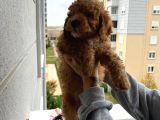 Muhteşem Tüy Yapisina Sahi̇p A Kali̇te Poodle Yavrum