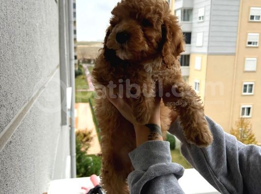 Muhteşem Tüy Yapisina Sahi̇p A Kali̇te Poodle Yavrum görsel