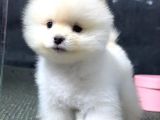 2.5 Aylık Erkek Ve Dişi Pomeranian Yavrular