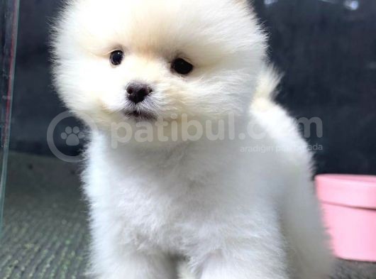 2.5 Aylık Erkek Ve Dişi Pomeranian Yavrular görsel
