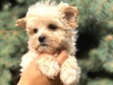 Cep Herkülü Teacup Morkie