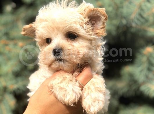 Cep Herkülü Teacup Morkie görsel