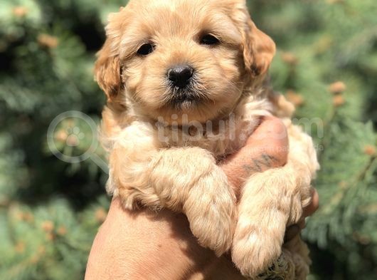 Orjinal Maltıpoo görsel
