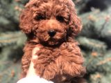 Orjinal Red Brown Toy Poodle yavrular