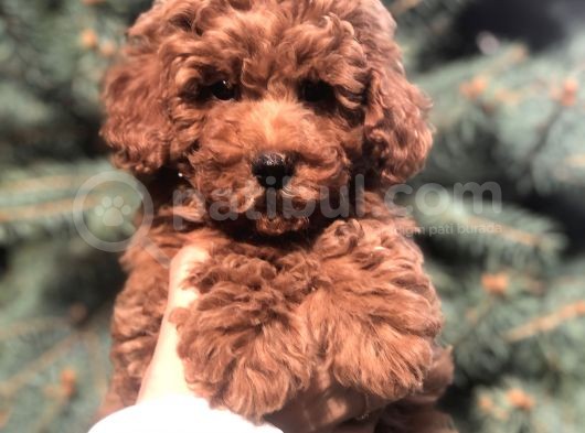 Orjinal Red Brown Toy Poodle Yavrular