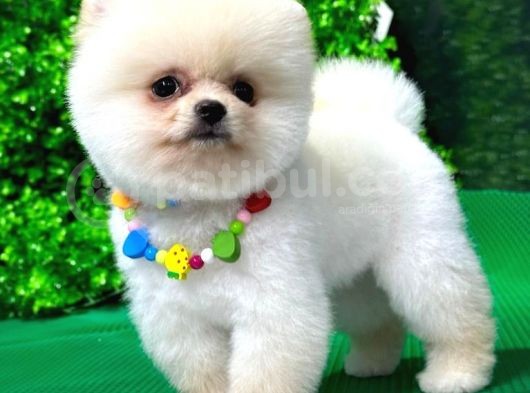 2.5 Aylık Orjinal Pomeranian Yavrular görsel