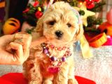 Teacup Üst Kali̇te Malti̇po Di̇şi̇