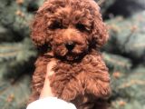 Orjinal Red Brown Toy Poodle Yavrular