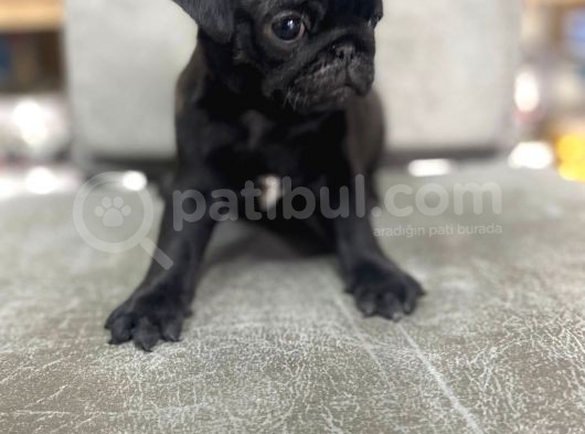 Safkan Pug Mops Bebekler görsel
