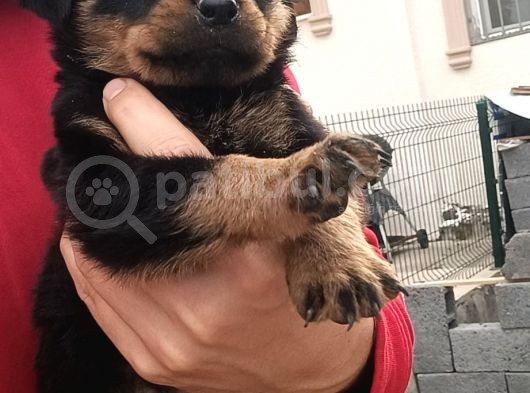 Saf Kan Rottweiler Bebekler görsel