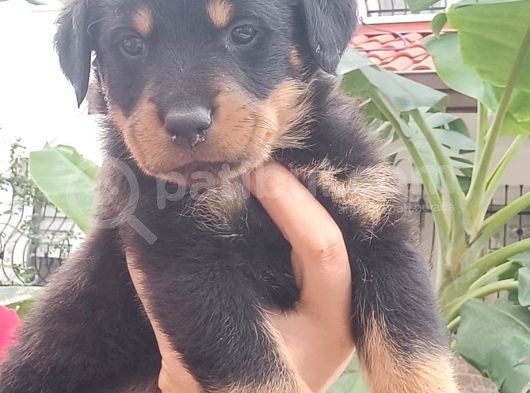 Saf Kan Rottweiler Bebekler görsel