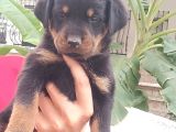 Saf Kan Rottweiler Bebekler