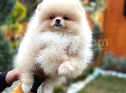 Muhteşem Güzellik Pomeranian Boo Teddy Bear