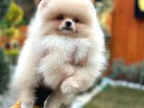 Muhteşem Güzellik Pomeranian Boo Teddy Bear