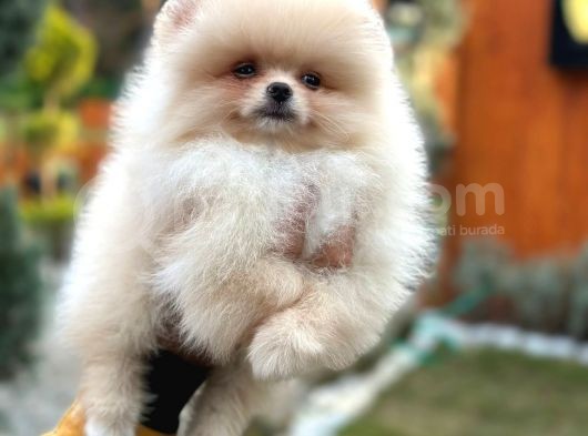 Muhteşem Güzellik Pomeranian Boo Teddy Bear görsel