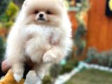 Muhteşem Güzellik Pomeranian Boo Teddy Bear