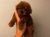 Birbirinden Sevimli Toy Poodle Bebeklerimiz