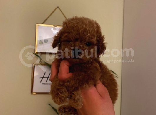 Birbirinden Sevimli Toy Poodle Bebeklerimiz görsel