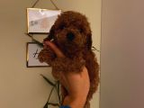 Birbirinden Sevimli Toy Poodle Bebeklerimiz