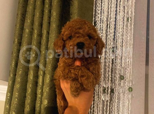 Birbirinden Sevimli Toy Poodle Bebeklerimiz görsel