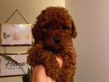 Birbirinden Sevimli Toy Poodle Bebeklerimiz