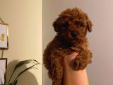 Birbirinden Sevimli Toy Poodle Bebeklerimiz