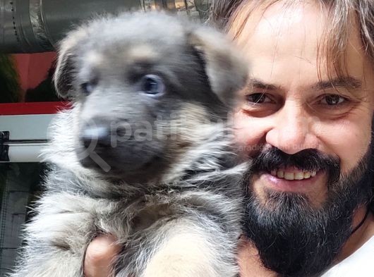 Turki̇ye De Bi̇r İlk Blue Alman Çoban Merakli̇si̇na görsel