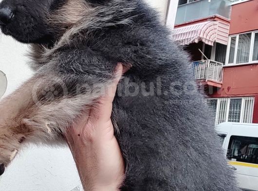 Turki̇ye De Bi̇r İlk Blue Alman Çoban Merakli̇si̇na görsel