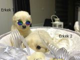 Safkan A Kalite Baby Face Golden Retriever Yavrularımız