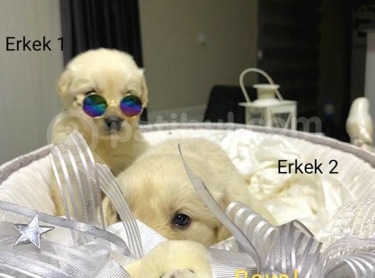 Safkan A Kalite Baby Face Golden Retriever Yavrularımız görsel