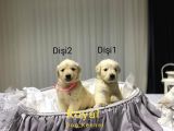 Safkan A Kalite Baby Face Golden Retriever Yavrularımız